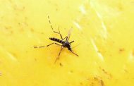 پاکستان میں ڈینگی: مہلک بخار سے بچیں کیسے اور ہو جائے تو کریں کیا؟