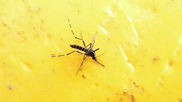 پاکستان میں ڈینگی: مہلک بخار سے بچیں کیسے اور ہو جائے تو کریں کیا؟