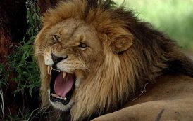 دینی درسگاہ کے نگراں نے معاوضہ طلب کرنے والے الیکڑیشن پر پالتو شیر چھوڑ دیا