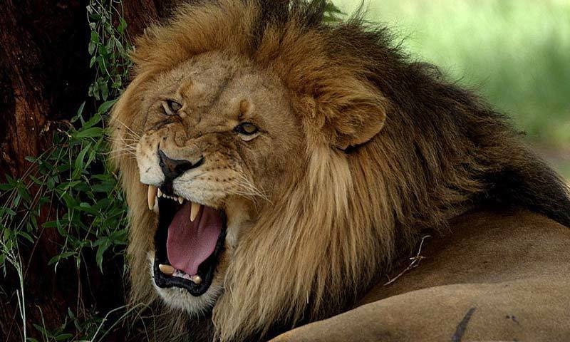 دینی درسگاہ کے نگراں نے معاوضہ طلب کرنے والے الیکڑیشن پر پالتو شیر چھوڑ دیا