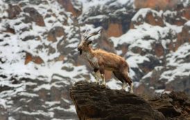 مارخور اور انڈس ڈولفن بدستور معدومیت کے خطرے سے دوچار ہیں