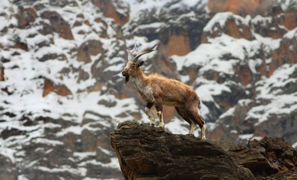 مارخور اور انڈس ڈولفن بدستور معدومیت کے خطرے سے دوچار ہیں