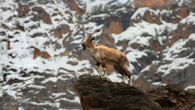 مارخور اور انڈس ڈولفن بدستور معدومیت کے خطرے سے دوچار ہیں